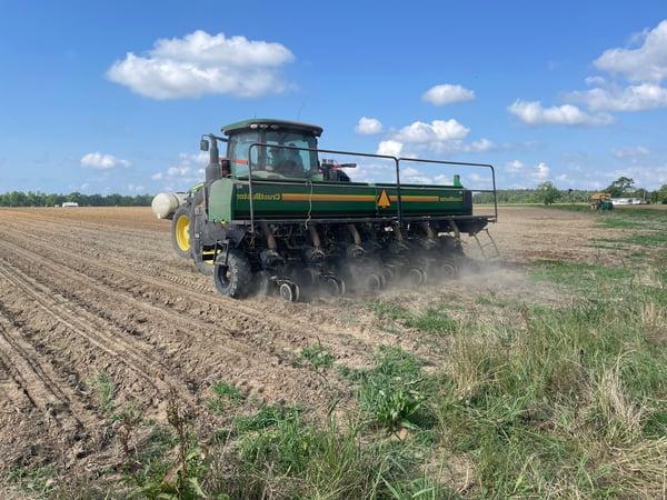 Peanut planting