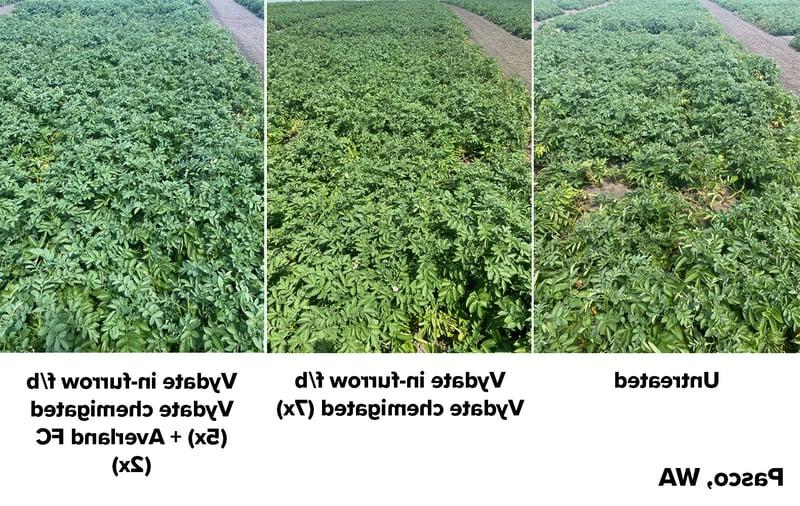 Vydate Potato Program vs Averland Potato Program side by side