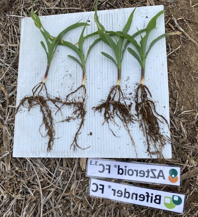 AZteroid FC 3.3 + Bifender FC vs untreated